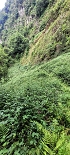 Plants: image 51 Of 208 Thumb